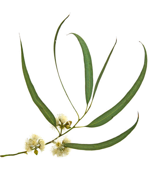 istock close up of eucalyptus flower 943597034