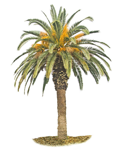 istock Close up of Date palm 943597084