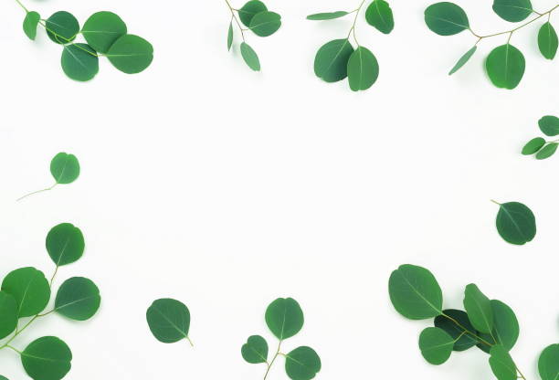 istock Abstract frame made of eucalyptus branches on white background. Flat lay, top view. copy space 943601104