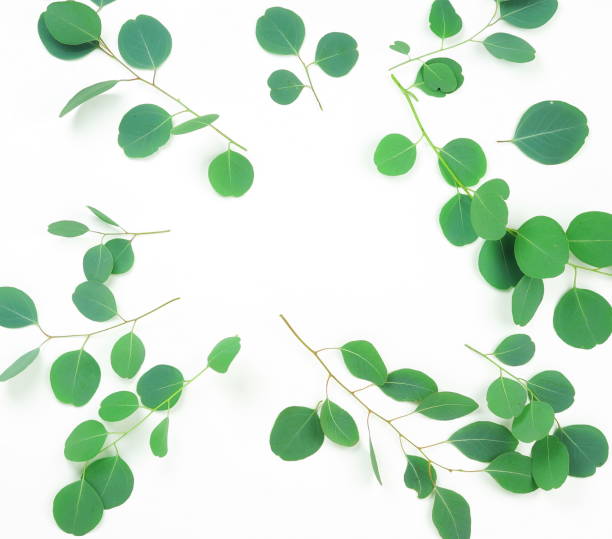 istock Abstract frame made of eucalyptus branches on white background. Flat lay, top view. copy space 943601108