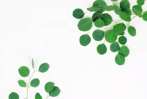 istock Abstract frame made of eucalyptus branches on white background. Flat lay, top view. copy space 943601118