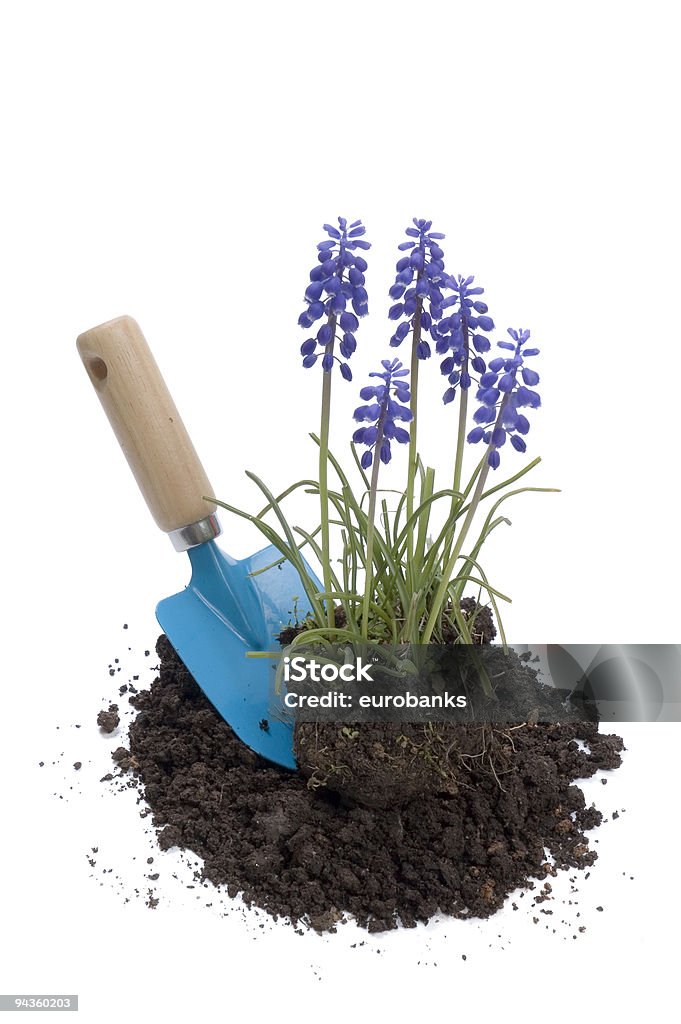 Excavando una planta - Foto de stock de Blanco - Color libre de derechos