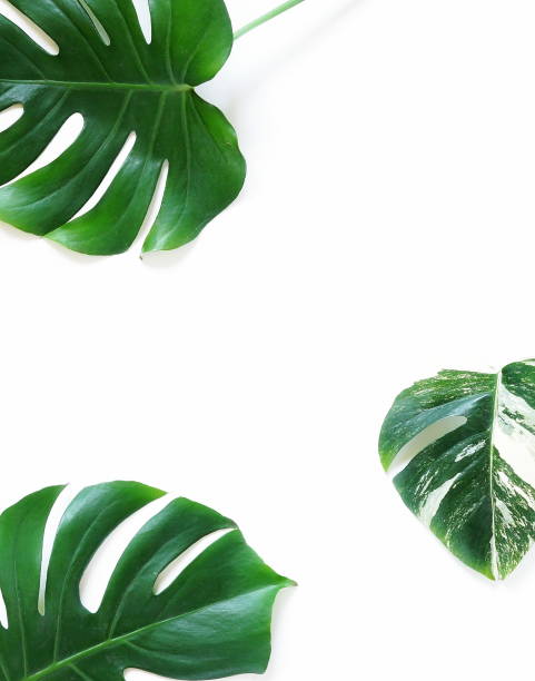 istock Abstract frame made of green tropical  leaves on white background. Flat lay, top view. copy 943602672