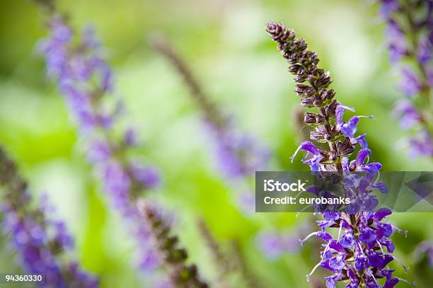 Salvia - zdjęcia stockowe i więcej obrazów Bez ludzi - Bez ludzi, Fotografika, Horyzontalny