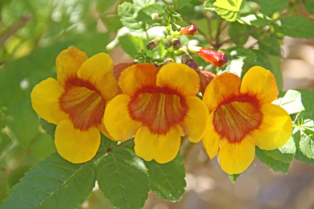 istock vivid yellow red triple flowers greenery 943605696