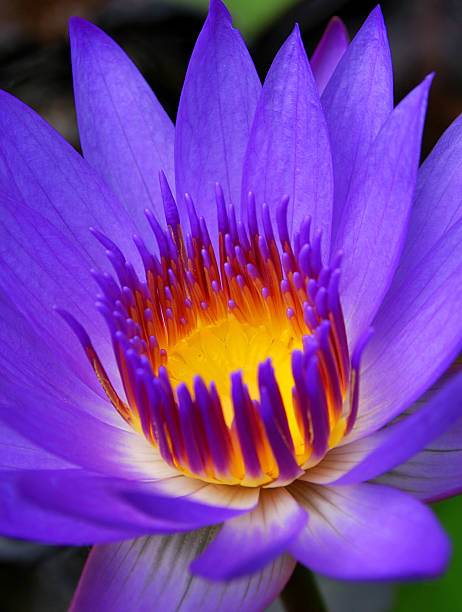 istock Purple and Yellow Water Lily (Lotus Flower) 94361246
