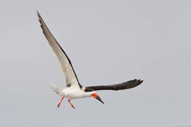 istock Black Skimmer in flight - Dunedin, Florida 943613048