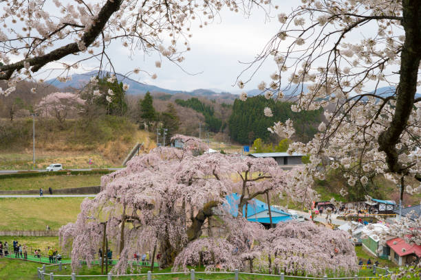 istock Cherry Blossoms of Japan 943613586