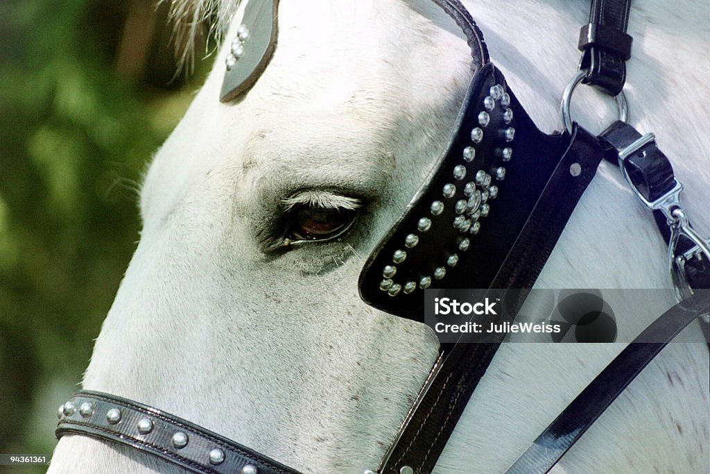Uprząż Koń - Zbiór zdjęć royalty-free (Koń)