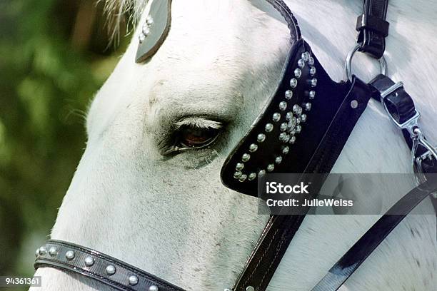 Uprząż Koń - zdjęcia stockowe i więcej obrazów Koń - Koń, Szary, Wagon kolejowy