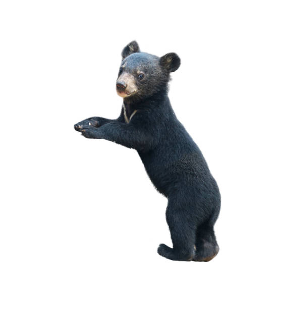 istock young asiatic black bear isolated 943616502