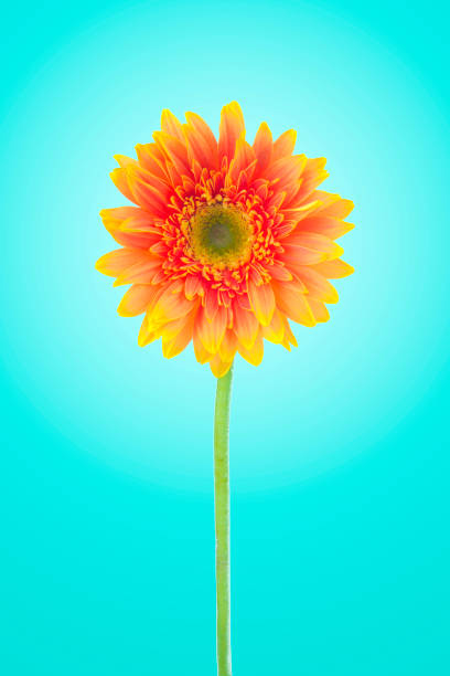 istock Yellow gerbera daisy flowers close-up isolated on green background with clipping path. (Selective Focus) 943616890