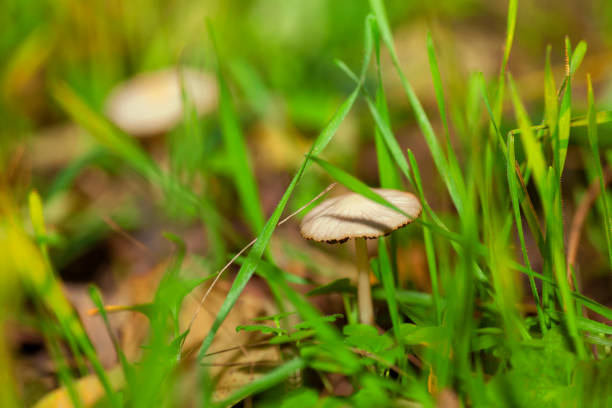 macro image of mushroom growing in the green grass
