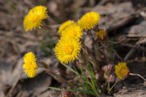 istock flowering coltsfoot in the spring 943619242