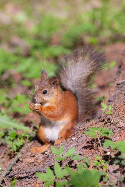 istock portrait of a squirrel with a nut 943619614
