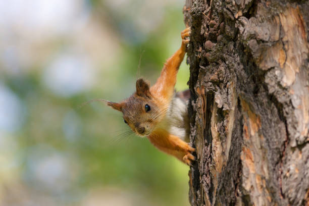 istock portrait of a squirrel 943619622
