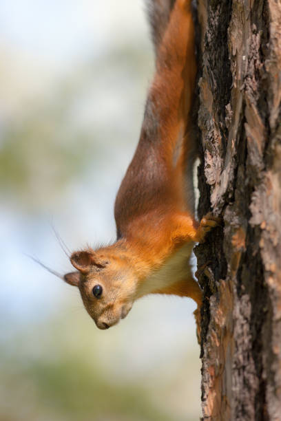 istock portrait of a squirrel upside down 943619670