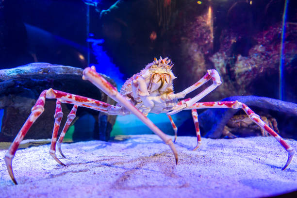 istock A crab in the Kuala Lumpur Aqua Park 943623290