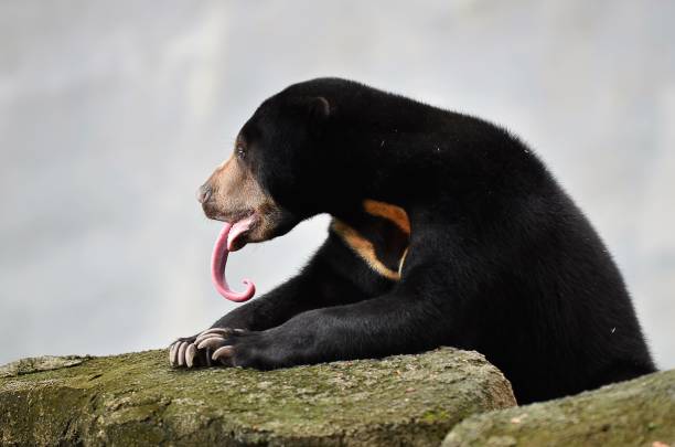 istock sun bear show long tongue 943623310