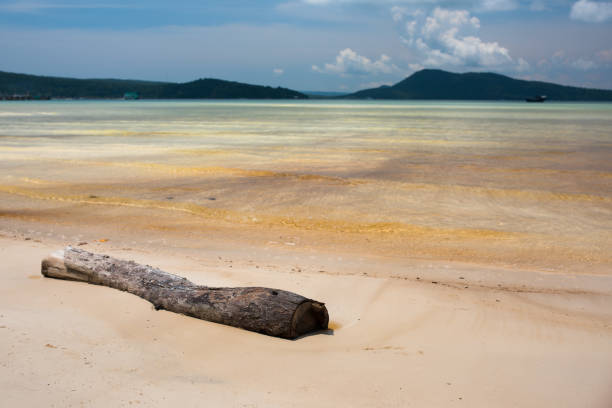istock Old tree stump lies on the beach 943623924