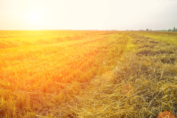 istock sloping wheat field illuminated by the sun at sunset. 943624408