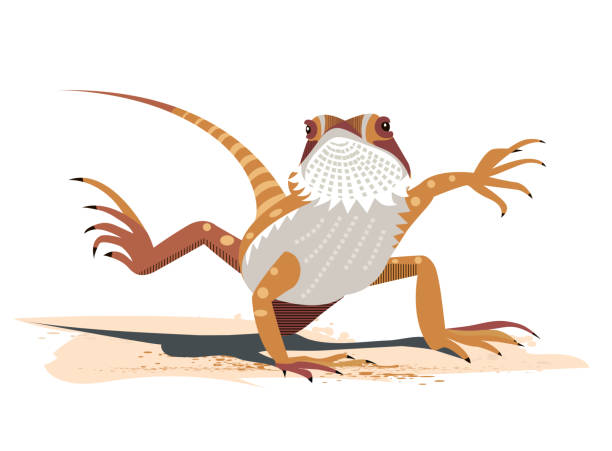 ilustraciones, imágenes clip art, dibujos animados e iconos de stock de kung fu del dragón barbudo - desert animals