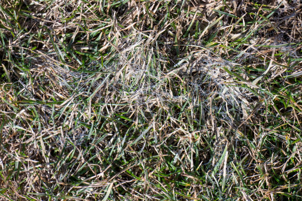istock Spring lawn grass affected by grey snow mold Typhula sp. in the April garden 943628276