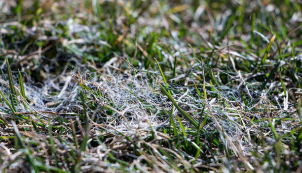 istock Spring lawn grass affected by grey snow mold Typhula sp. in the April garden 943628294
