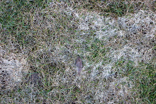 Spring lawn grass affected by grey snow mold Typhula sp. in the April garden Close up