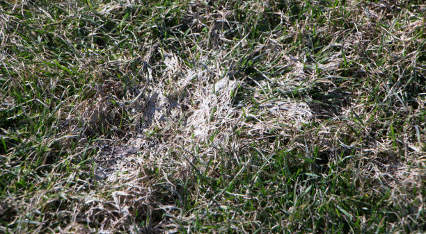 istock Spring lawn grass affected by grey snow mold Typhula sp. in the April garden 943628360