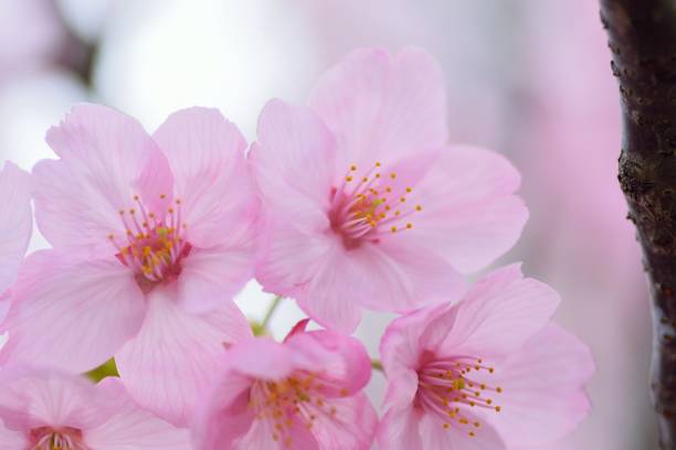 istock Macro texture of Japanese Pink Cherry Blossoms 943630900