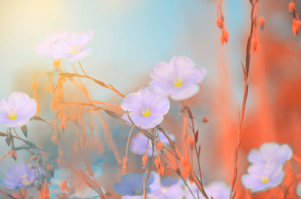 istock Delicate blue flowers of flax(Linum) on a soft blurred background.Abstract. 943631300