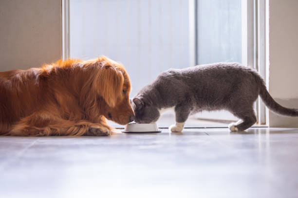 golden retriever e gatto britannico a pelo corto - inglese a pelo lungo foto e immagini stock