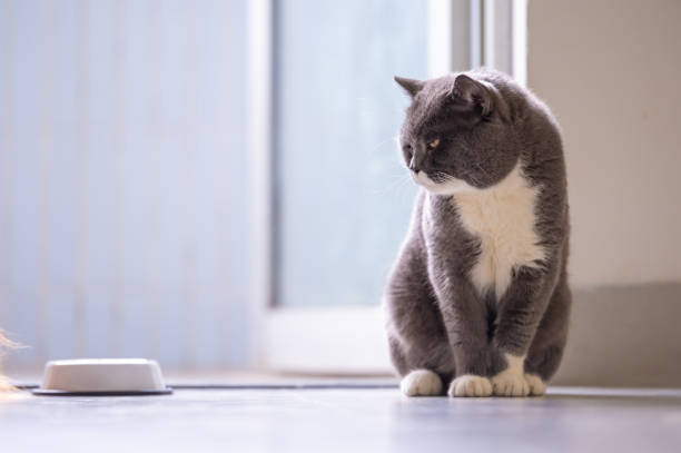 istock Cute British short hair cat, shot indoors 943642542
