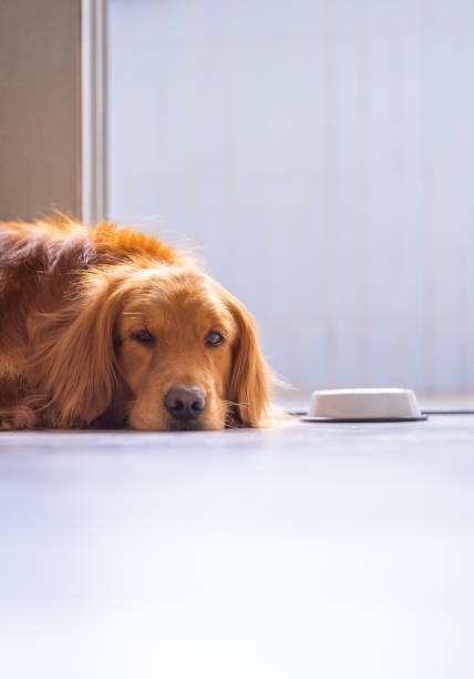 istock Cute golden retriever on the ground 943642544