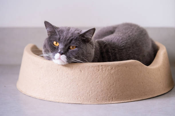 istock British short hair cat sleeps in den 943642546