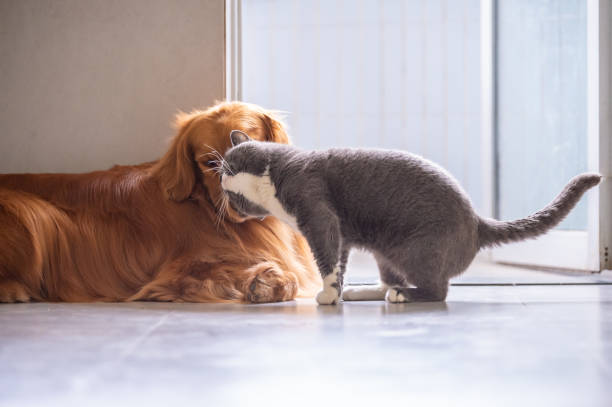 istock British shorthair cats and Golden Retriever 943642584