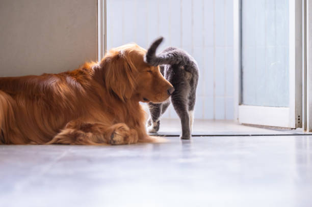 istock British shorthair cats and Golden Retriever 943642612