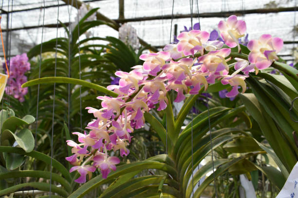istock The rare species Asian orchid 943642652