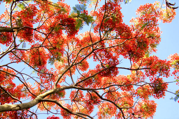istock Flaming Delonix regia in the Blue Sky 943646272