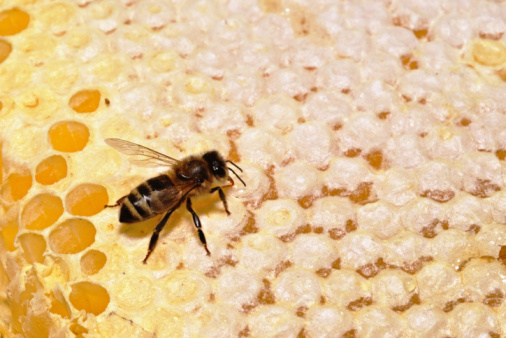 Single bee on a honey comb.