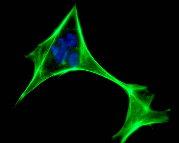 ヒト細胞の顕微鏡 - actin ストックフォトと画像