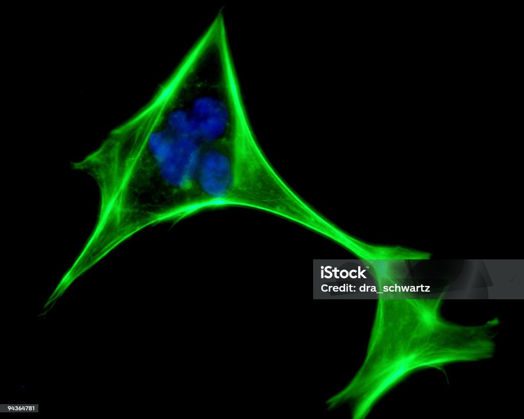 인간 세포 이하 현미경 - 로열티 프리 형광 스톡 사진