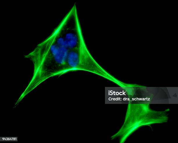 인간 세포 이하 현미경 형광에 대한 스톡 사진 및 기타 이미지 - 형광, 형광등, 현미경
