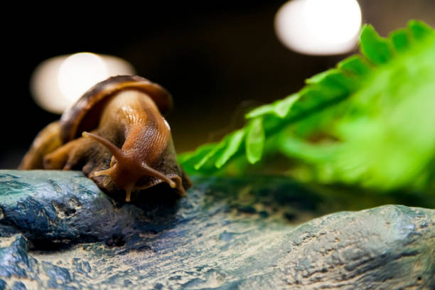 istock Close-up of a cinnamon snail   or Gastropoda 943648544