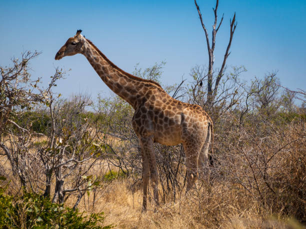 istock Giraffe in the Moremi Game Reserve in Botswana, Africa 943648648