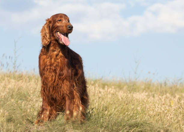 istock Happy smiling dog standing in the grass 943649082
