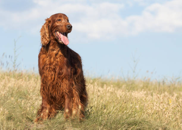Happy smiling dog standing in the grass Happy smiling Irish Setter dog standing in the grass in summer irish setter stock pictures, royalty-free photos & images