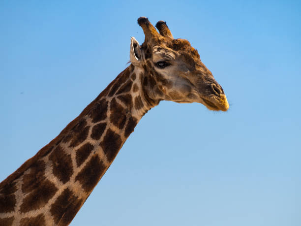 istock Giraffe in the Moremi Game Reserve in Botswana, Africa 943652920