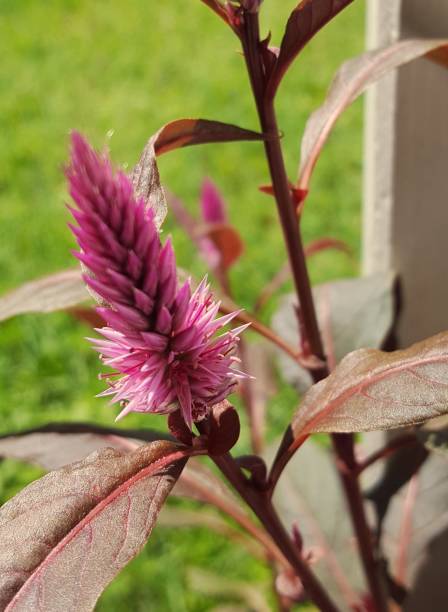 istock Flowering tropical plant. 943652986